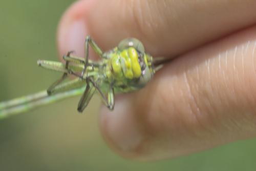 Gomphus simillimus